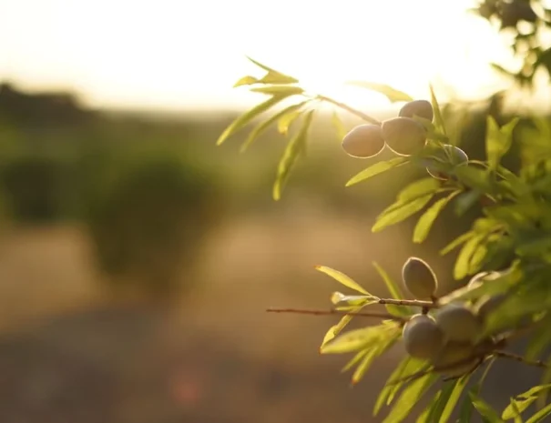 olives quinta do catalao